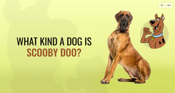 What Kinda Dog Is Scooby Doo